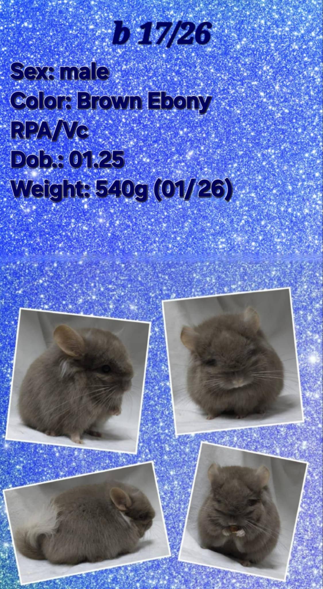 Chinchilla Product 1