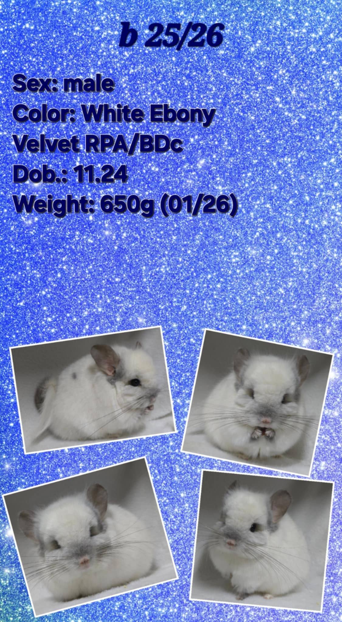 Chinchilla Product 10