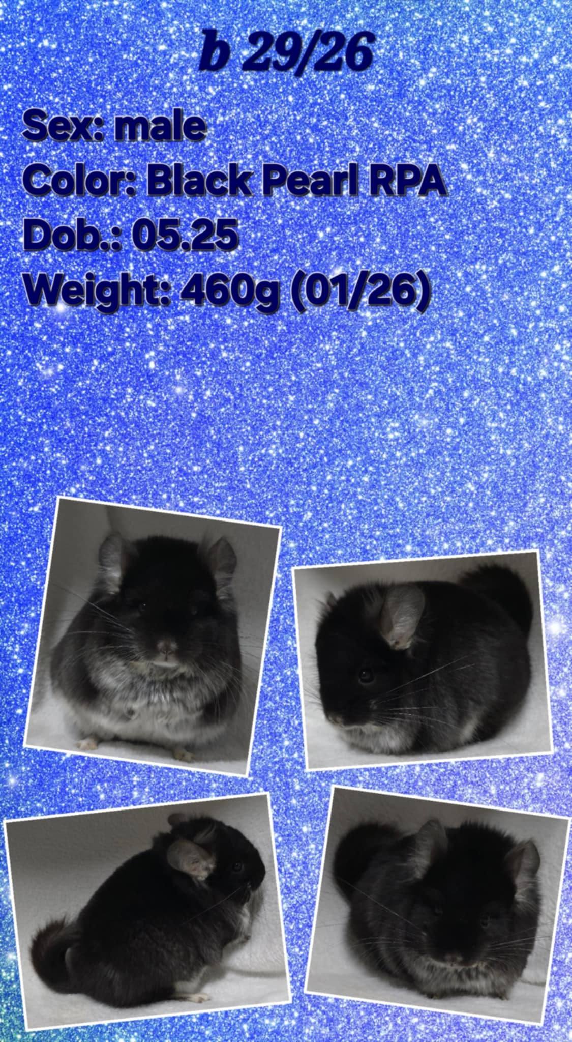 Chinchilla Product 11