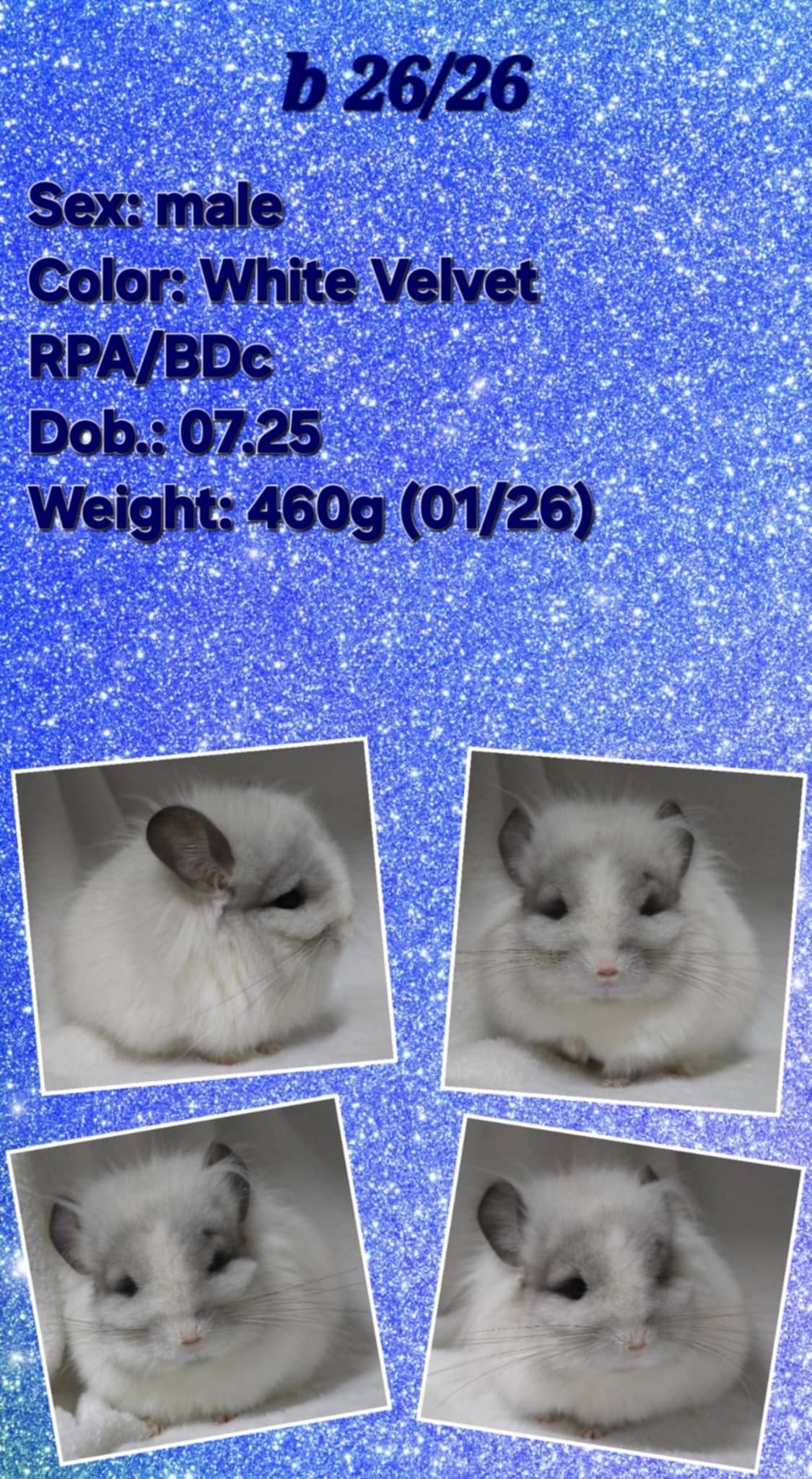 Chinchilla Product 12