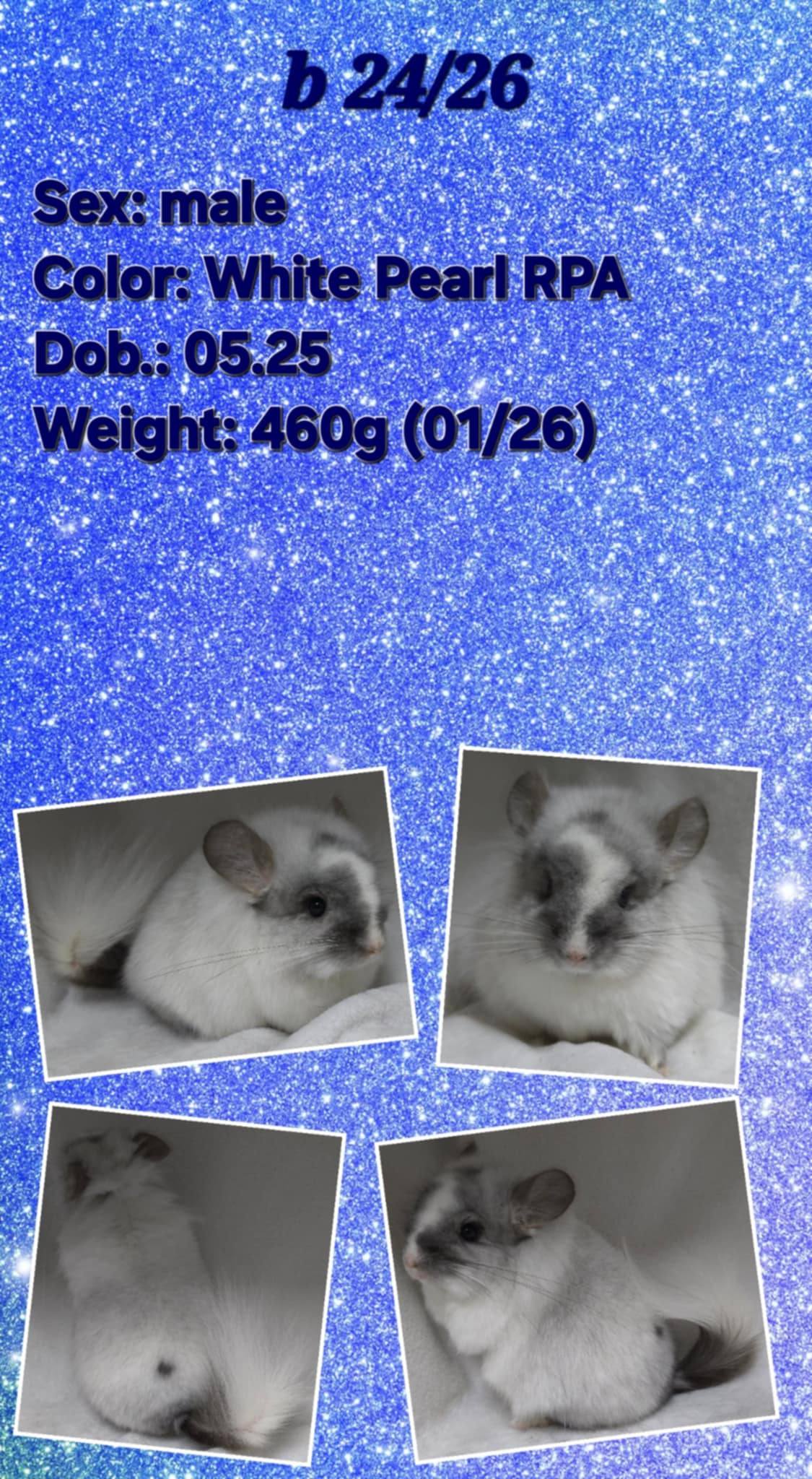 Chinchilla Product 13