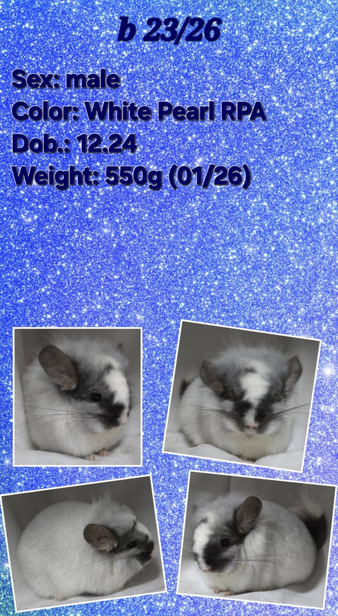 Chinchilla Product 14