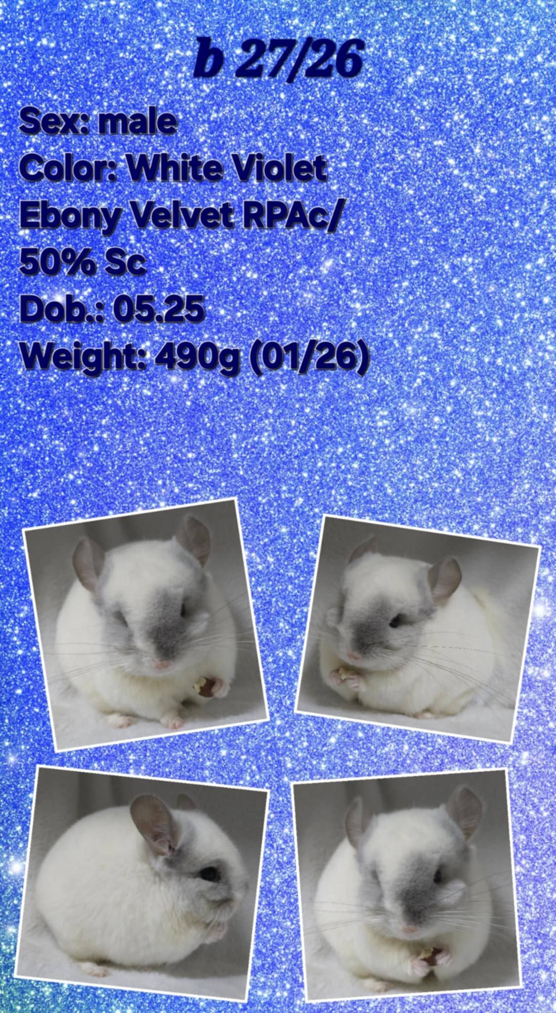 Chinchilla Product 15