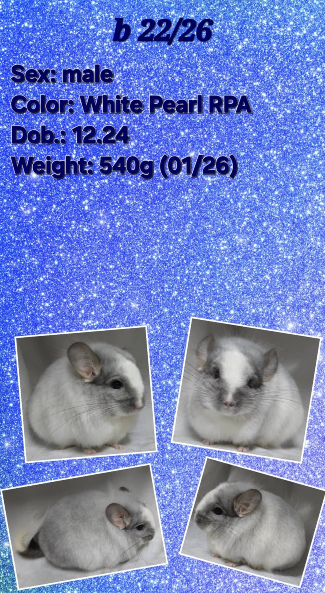 Chinchilla Product 16