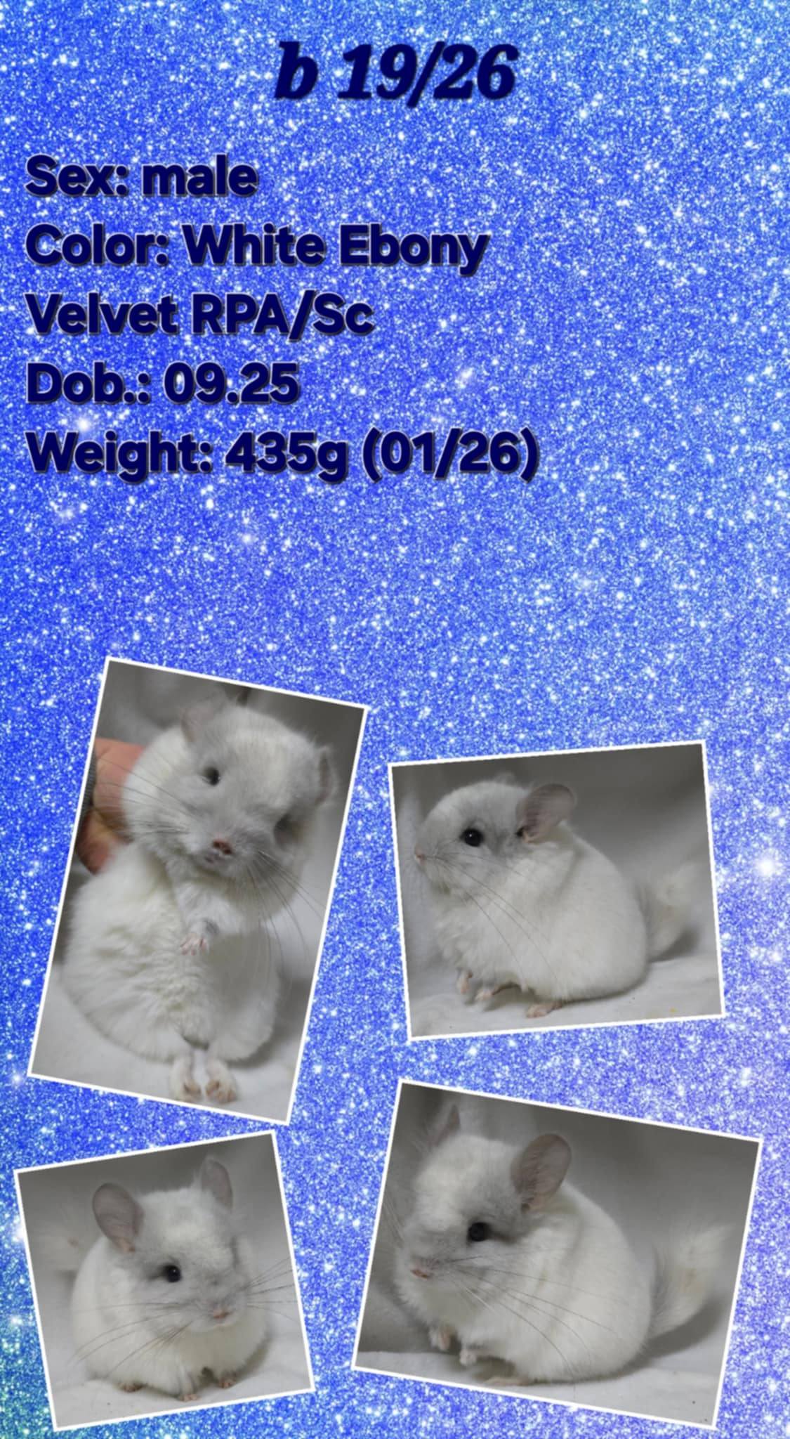 Chinchilla Product 17