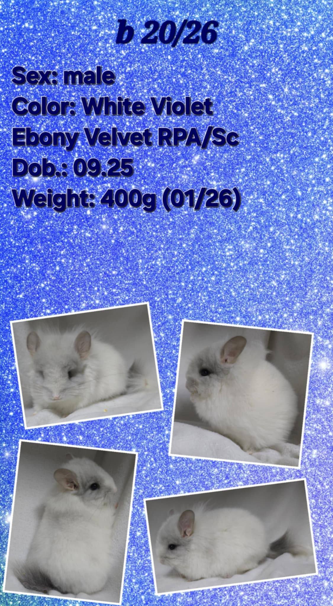 Chinchilla Product 18
