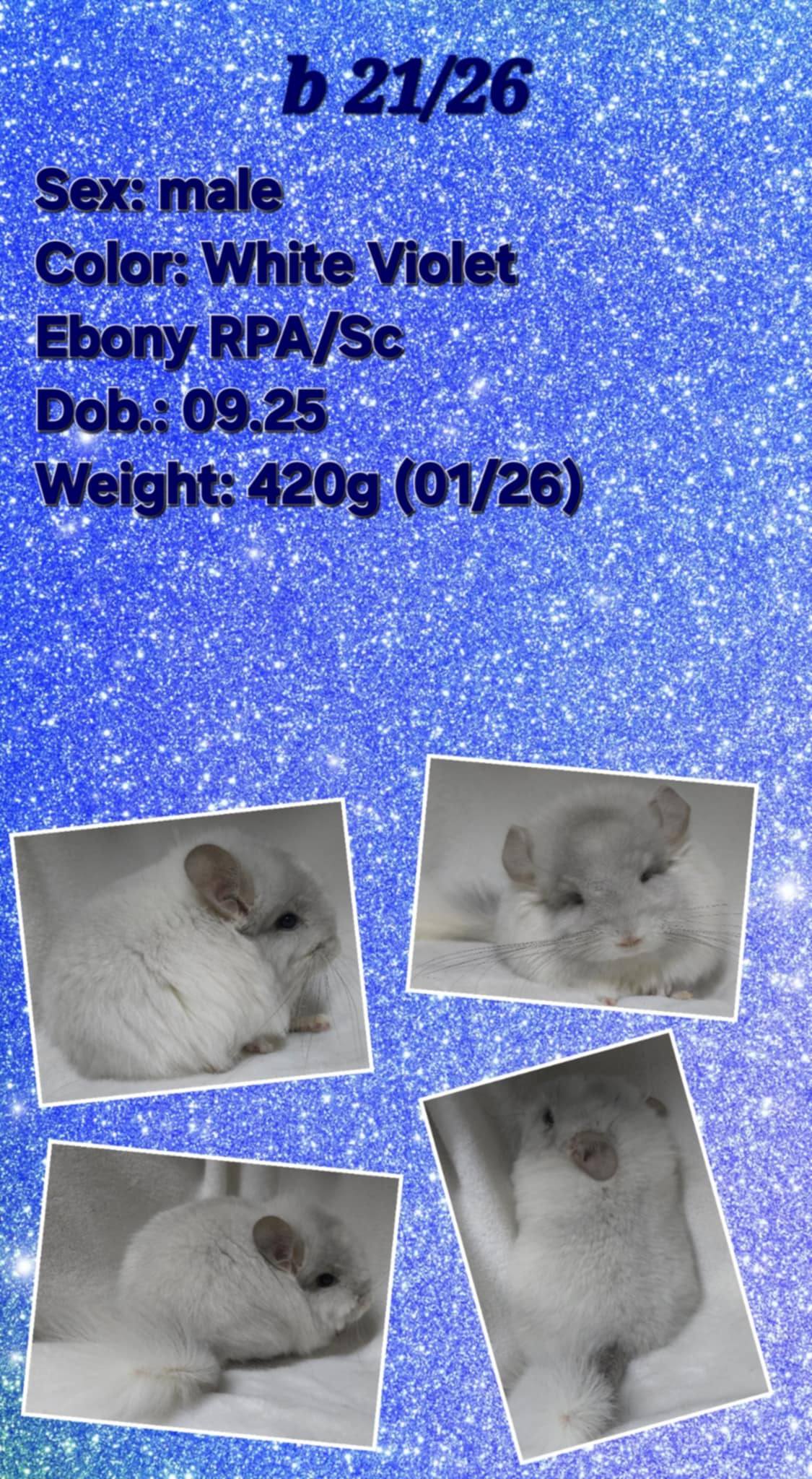Chinchilla Product 19