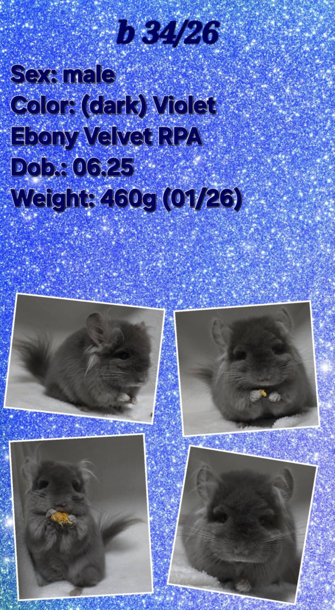 Chinchilla Product 2