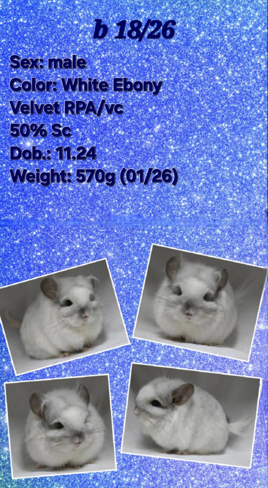 Chinchilla Product 20