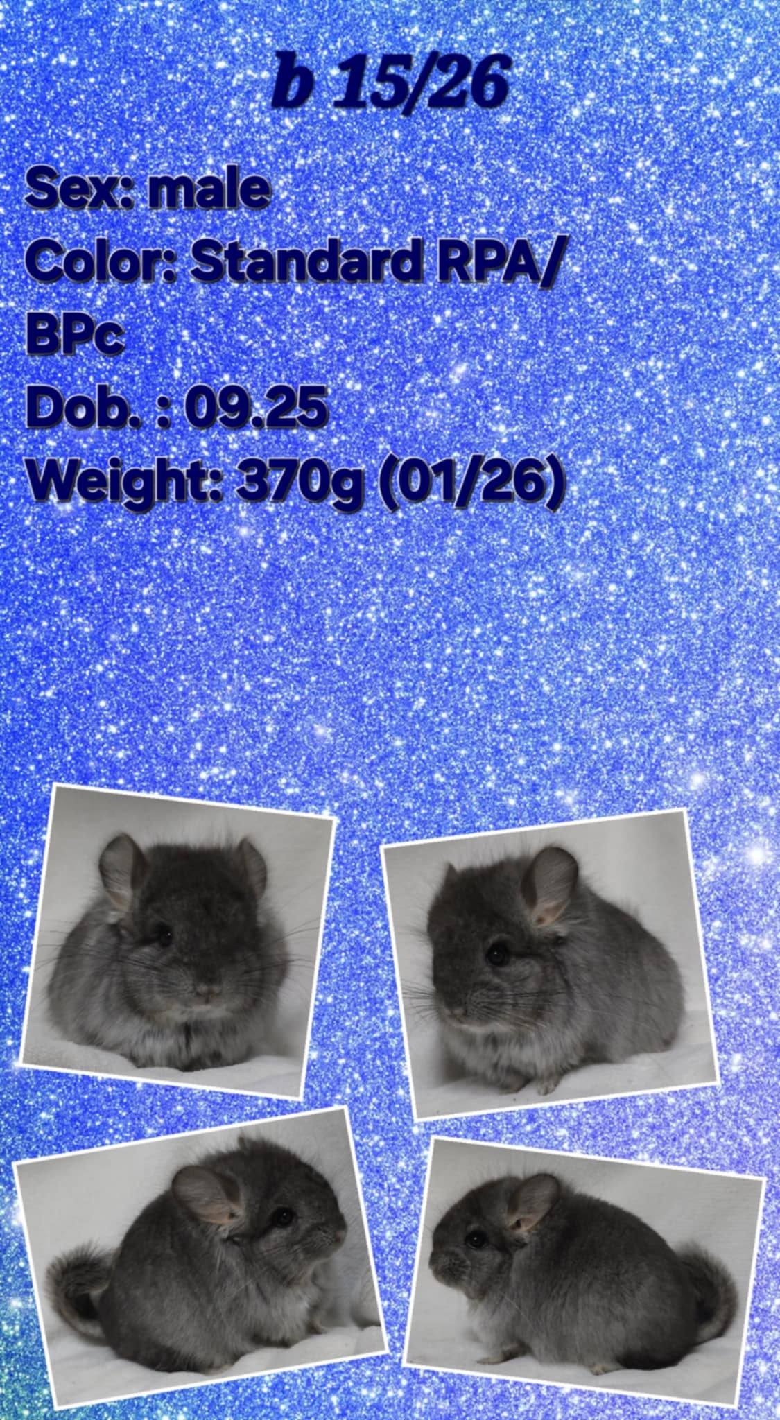 Chinchilla Product 21