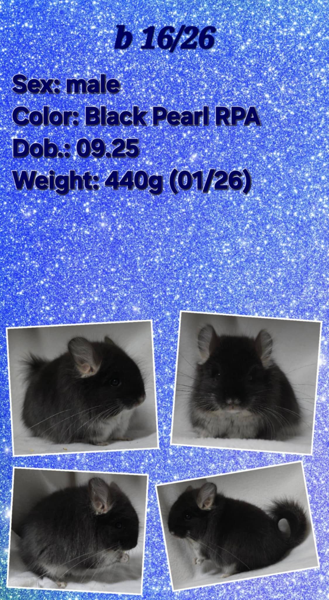Chinchilla Product 22