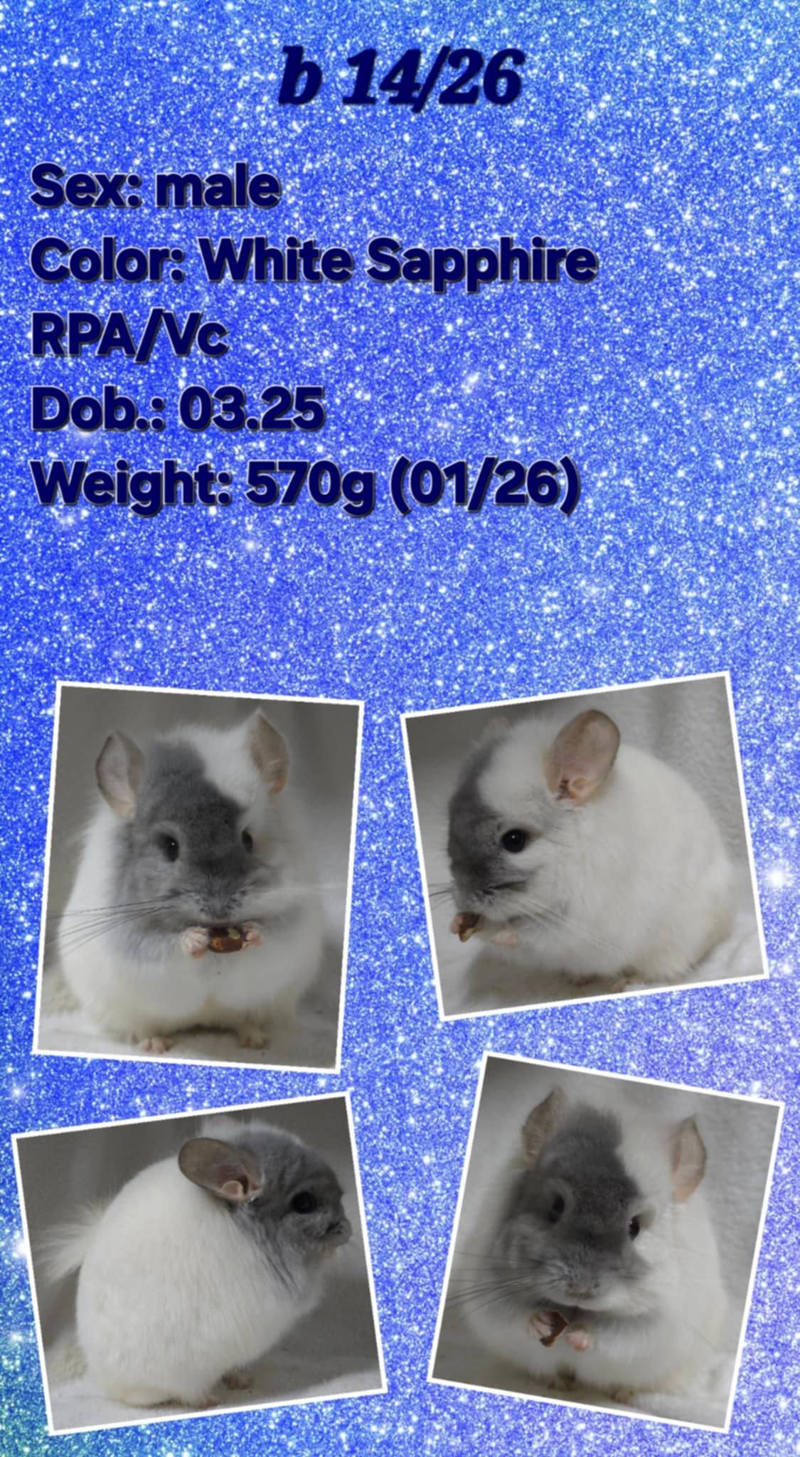 Chinchilla Product 23