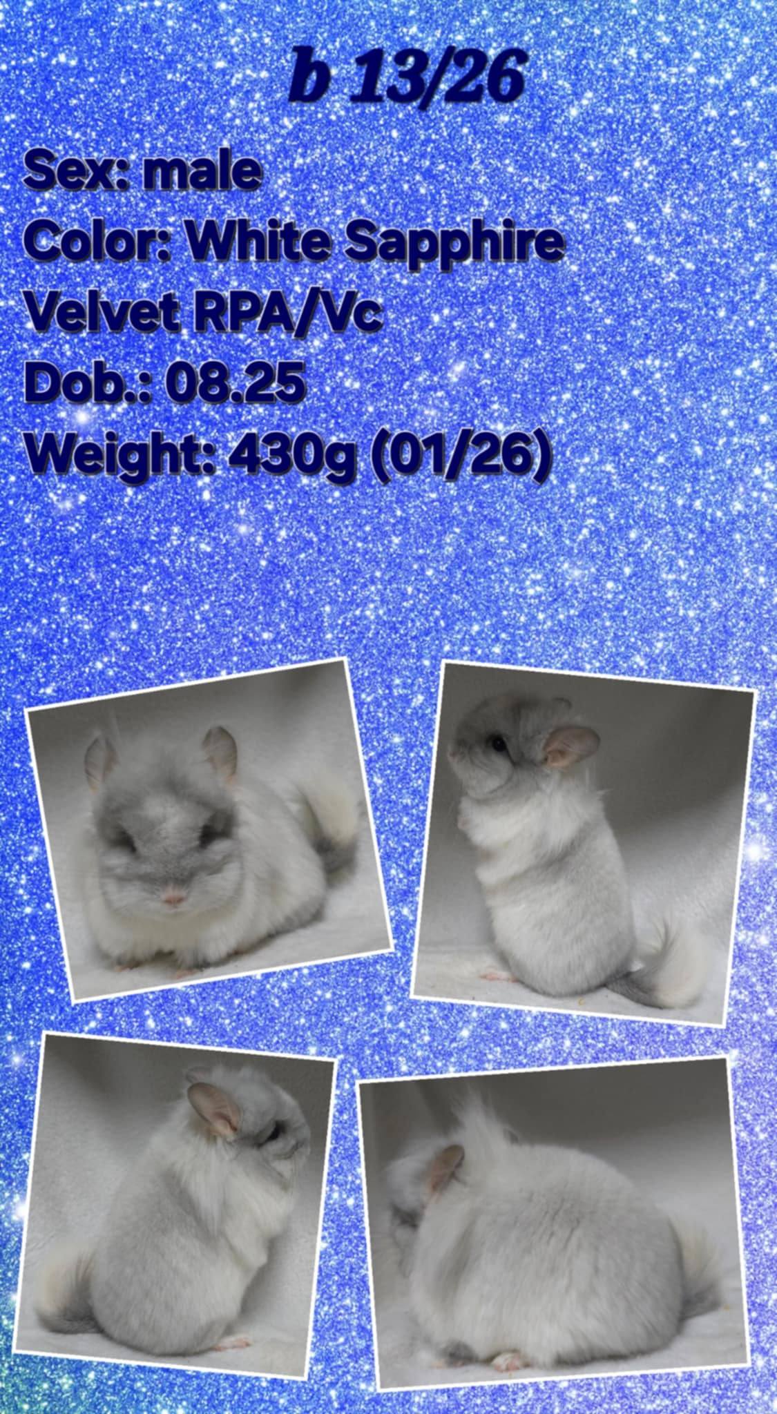 Chinchilla Product 24