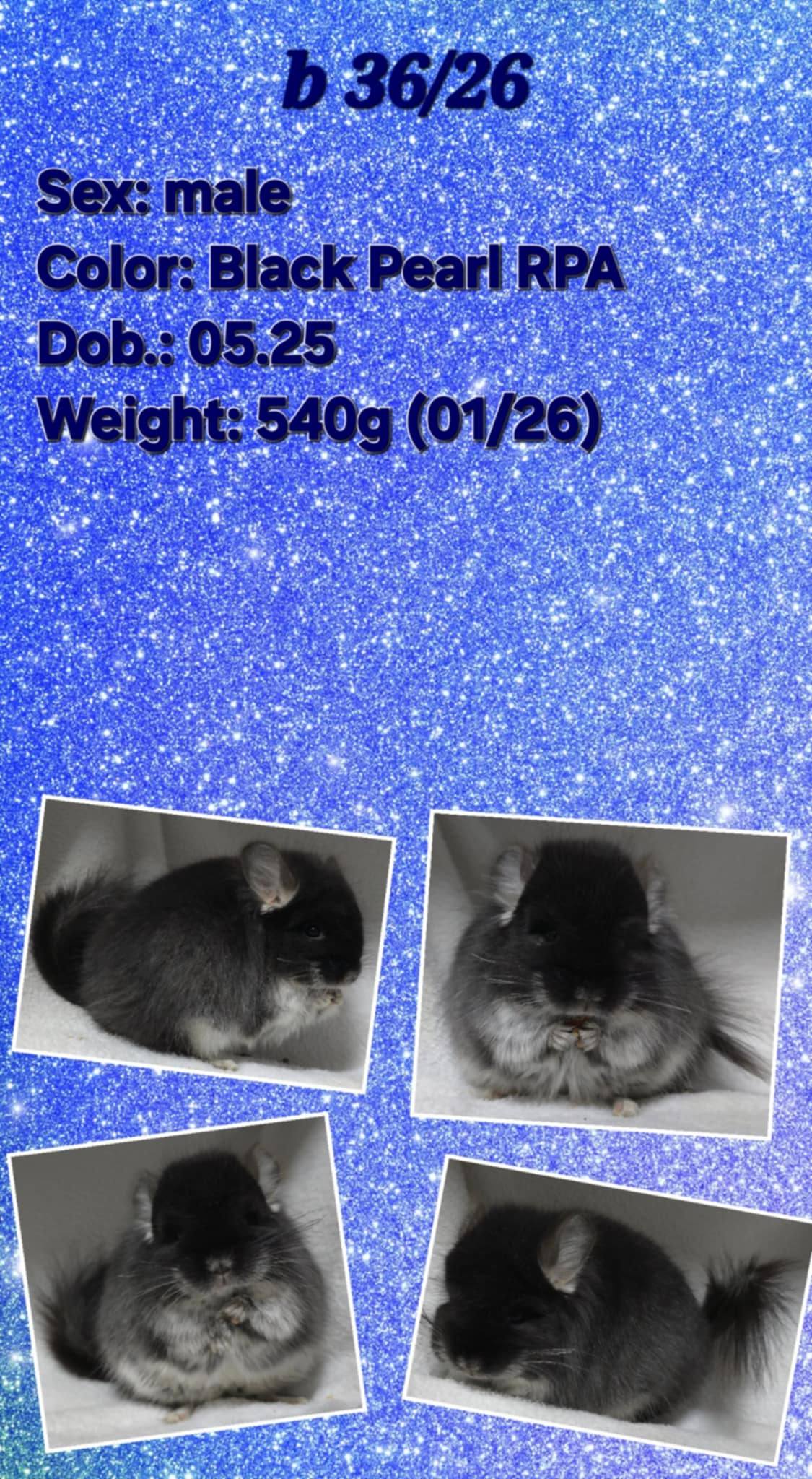 Chinchilla Product 3