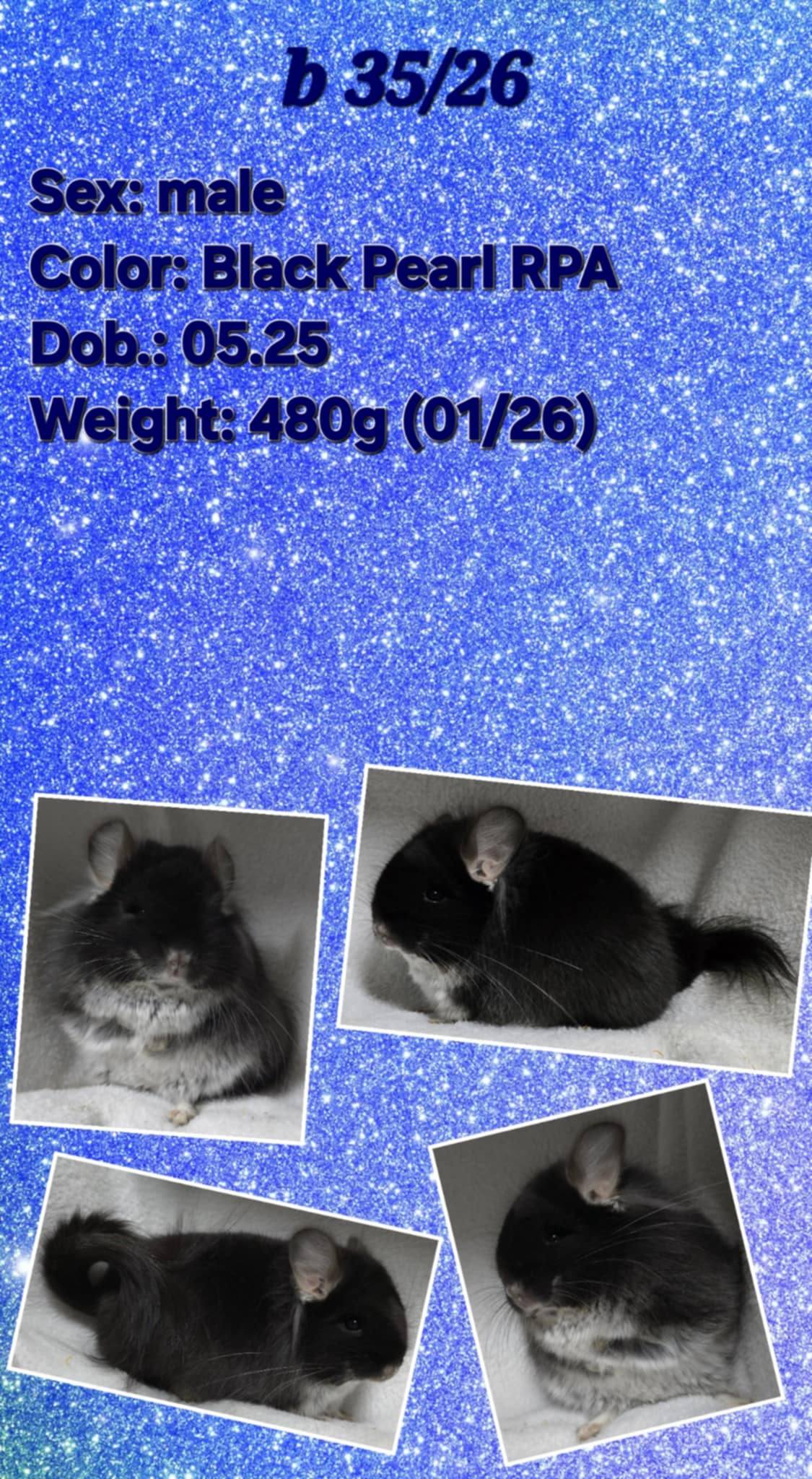 Chinchilla Product 4