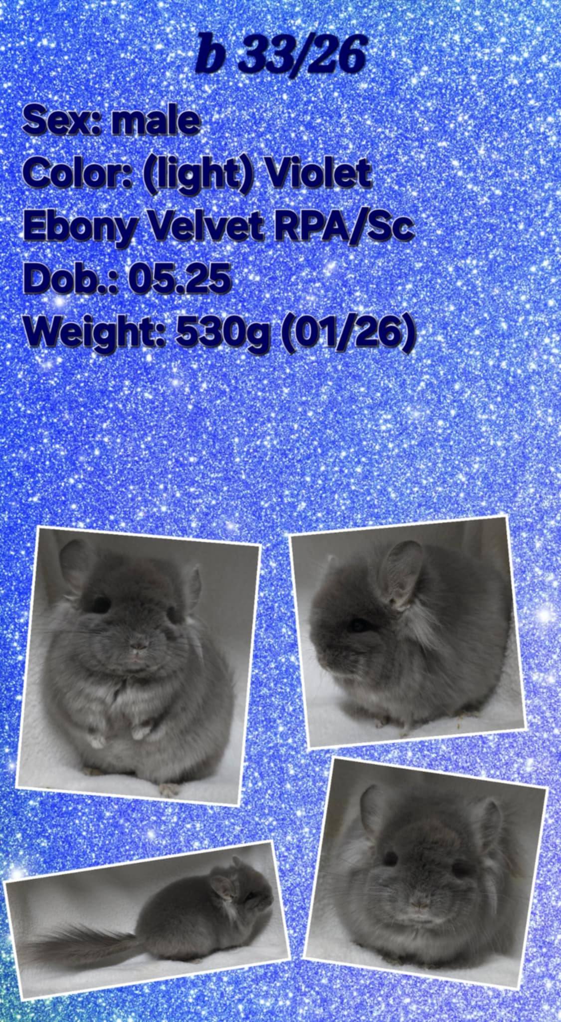 Chinchilla Product 5