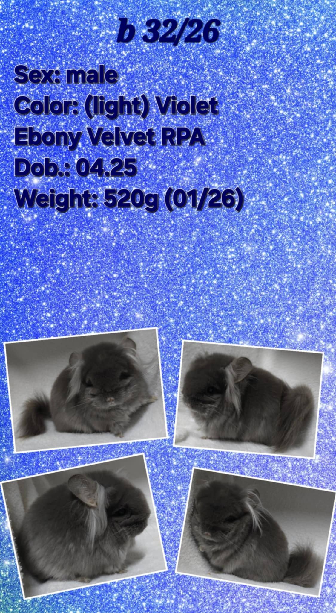 Chinchilla Product 6