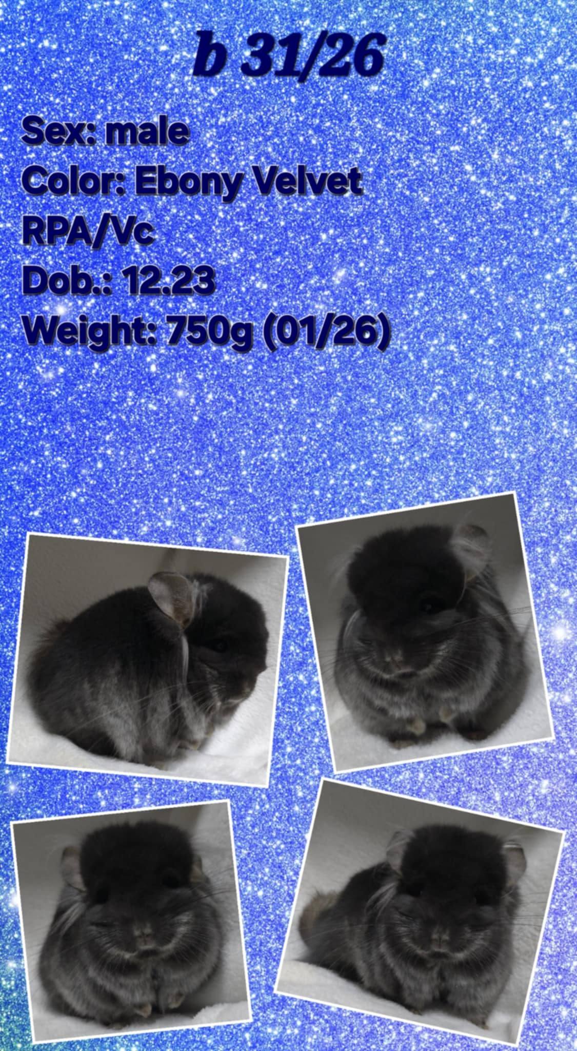 Chinchilla Product 7