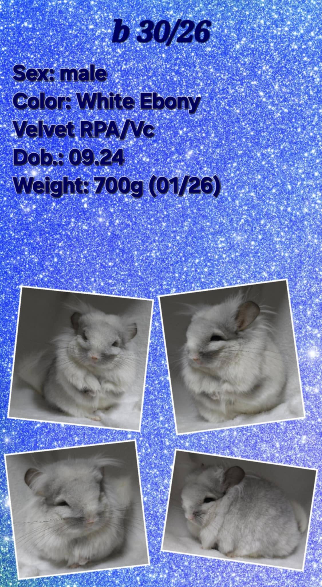 Chinchilla Product 8