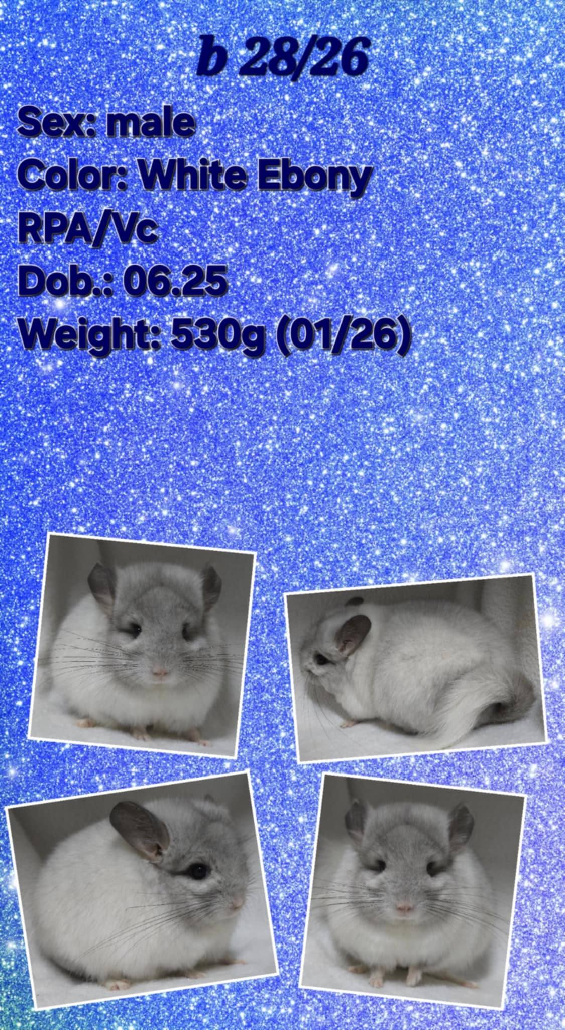 Chinchilla Product 9